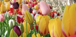 Il Giardino di Lu: dove i tulipani fioriscono per dare radici alla speranza