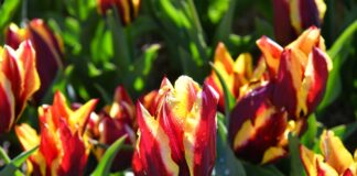 Il Giardino di Lu: dove i tulipani fioriscono per dare radici alla speranza